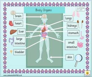 yapboz İngilizce insan vücudundaki organların
